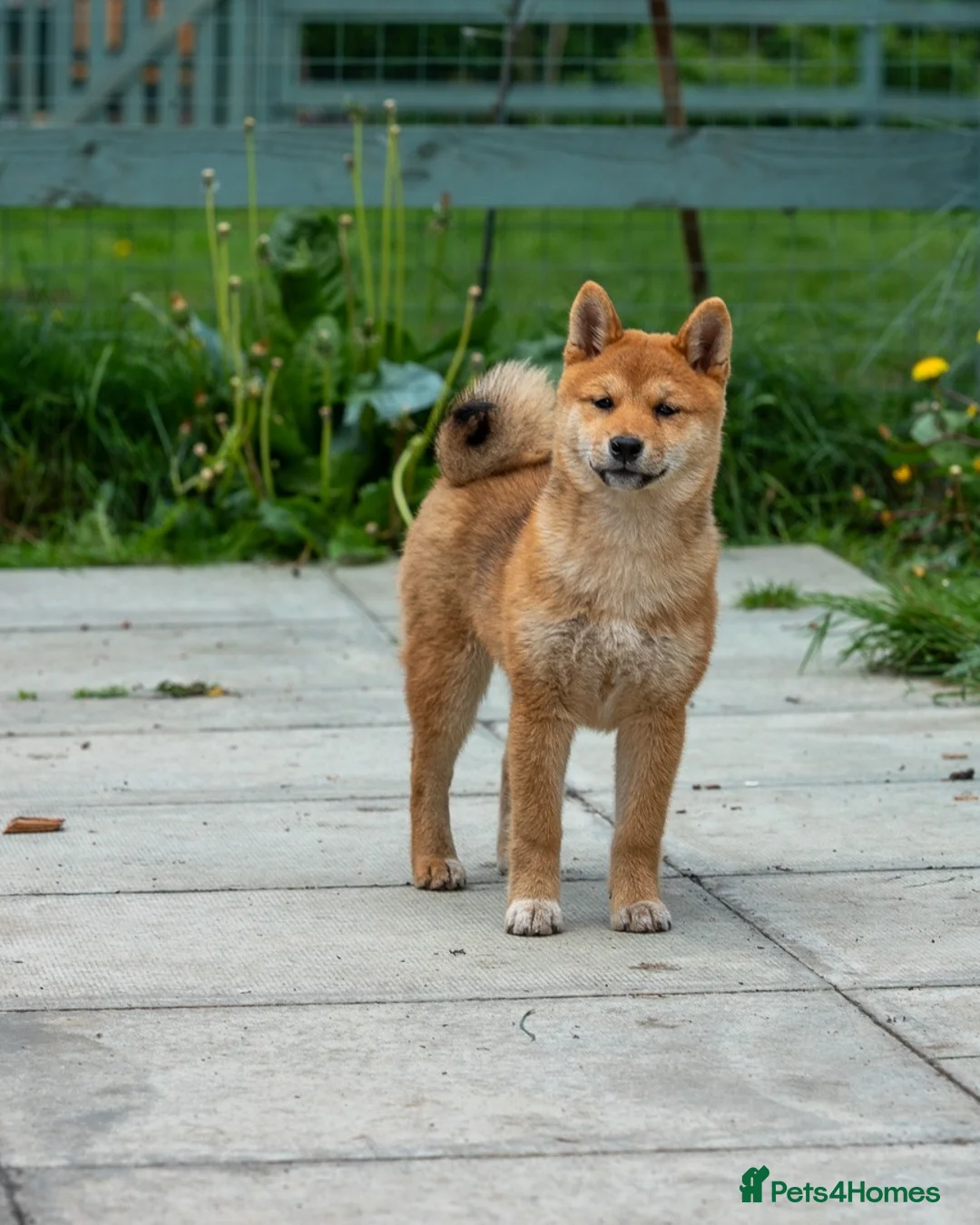 Japanese Shiba Inu dogs for sale: Pets home for stunning keeper girl  - Advert 2
