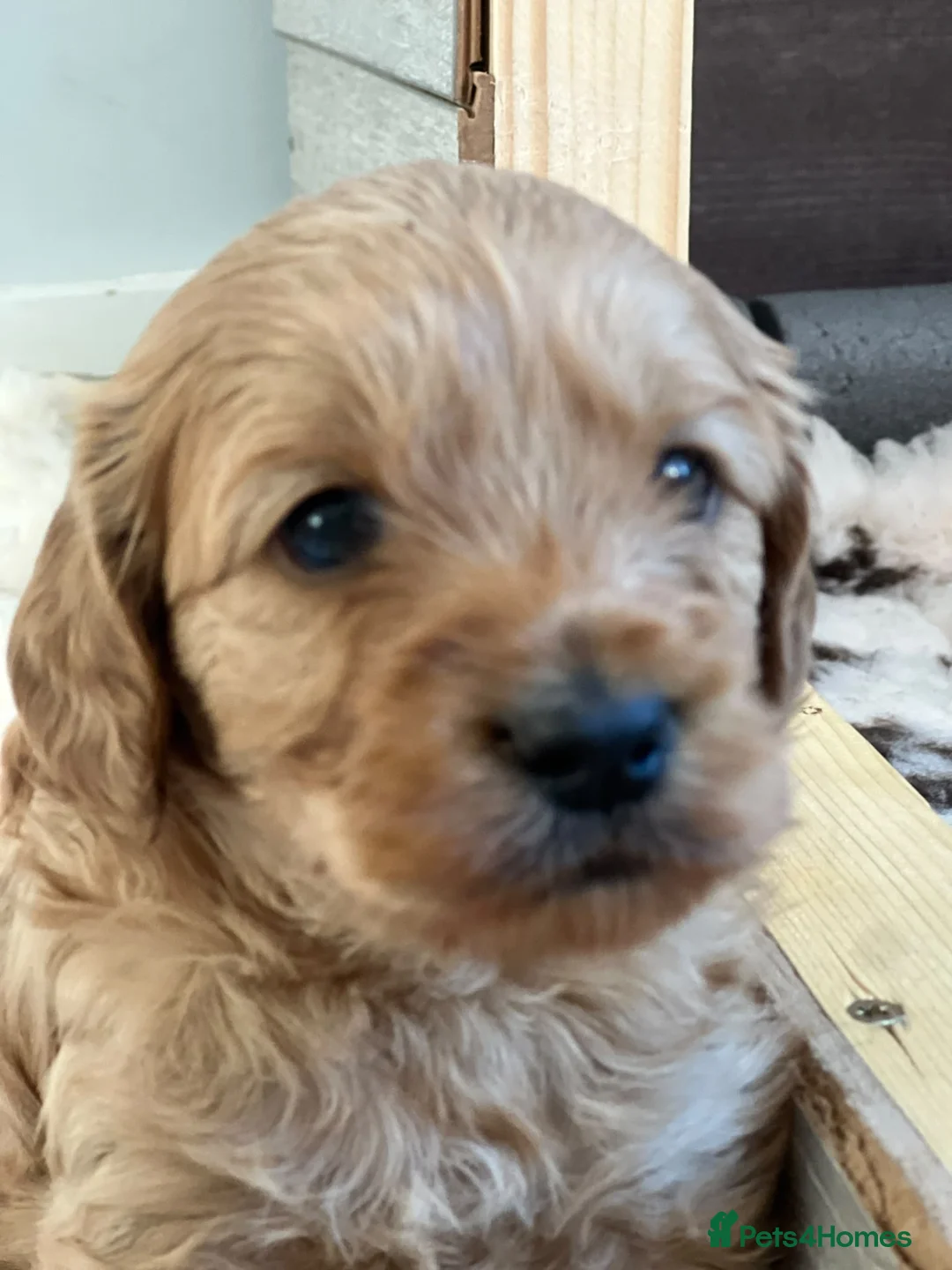 Mini Goldendoodle dogs for sale: Mini Goldendoodle  - Advert 2
