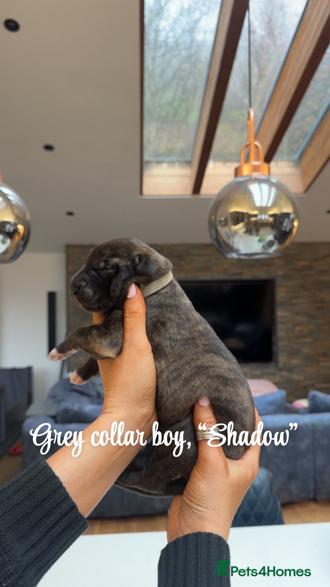 Irish Wolfhound dogs for sale: Outstanding Irish Wolfhound KC Reg Puppies  - Advert 2