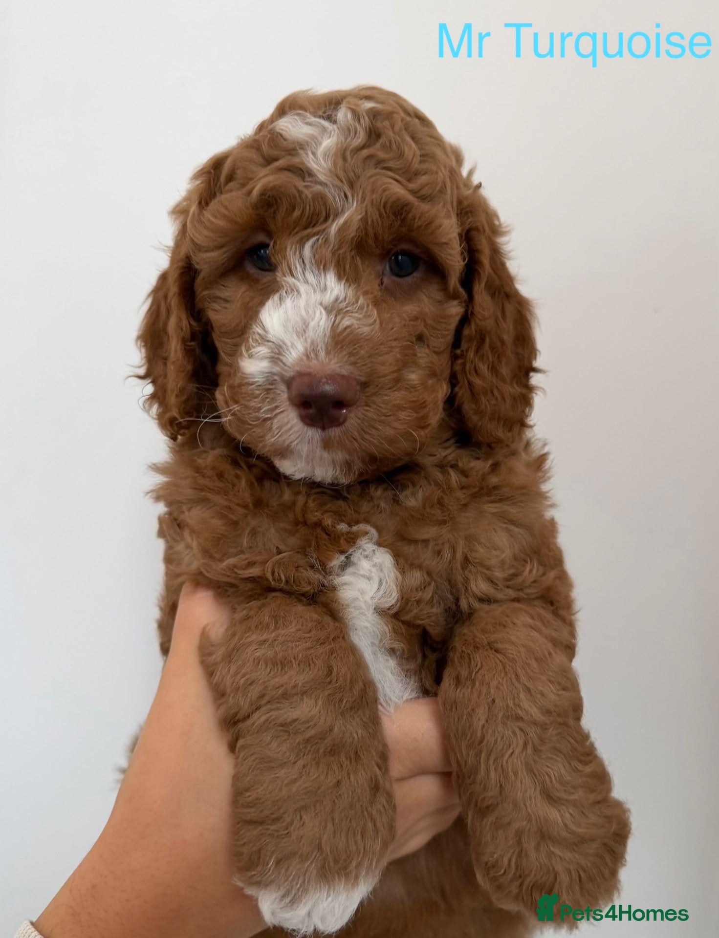 Australian Labradoodle dogs for sale: Fabulous Australian Labradoodle Puppies - Advert 1