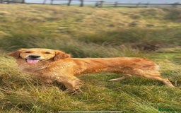 Golden Retriever dogs for sale: Confirmed litter of KC Golden Retriever puppies - Image 2