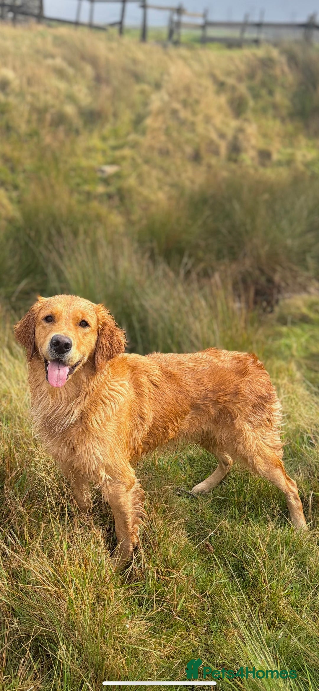 Golden Retriever dogs for sale: Confirmed litter of KC Golden Retriever puppies - Image 2