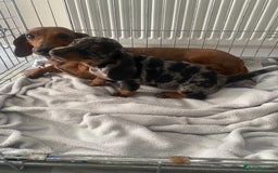 Miniature Dachshund dogs for sale: Dachshund puppy  - Image 3