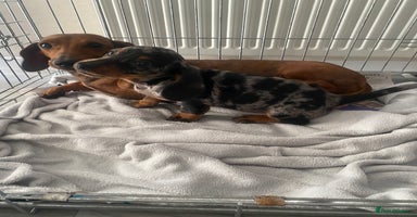 Miniature Dachshund dogs - Advert 9