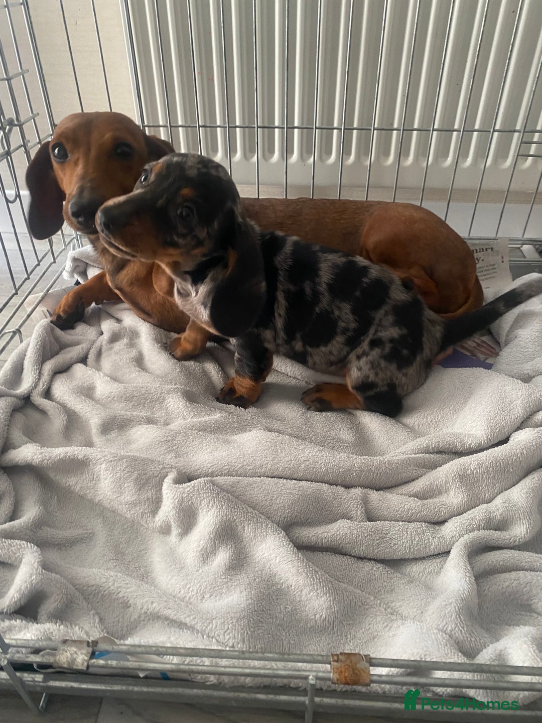 Miniature Dachshund dogs for sale: Dachshund puppy  - Image 3
