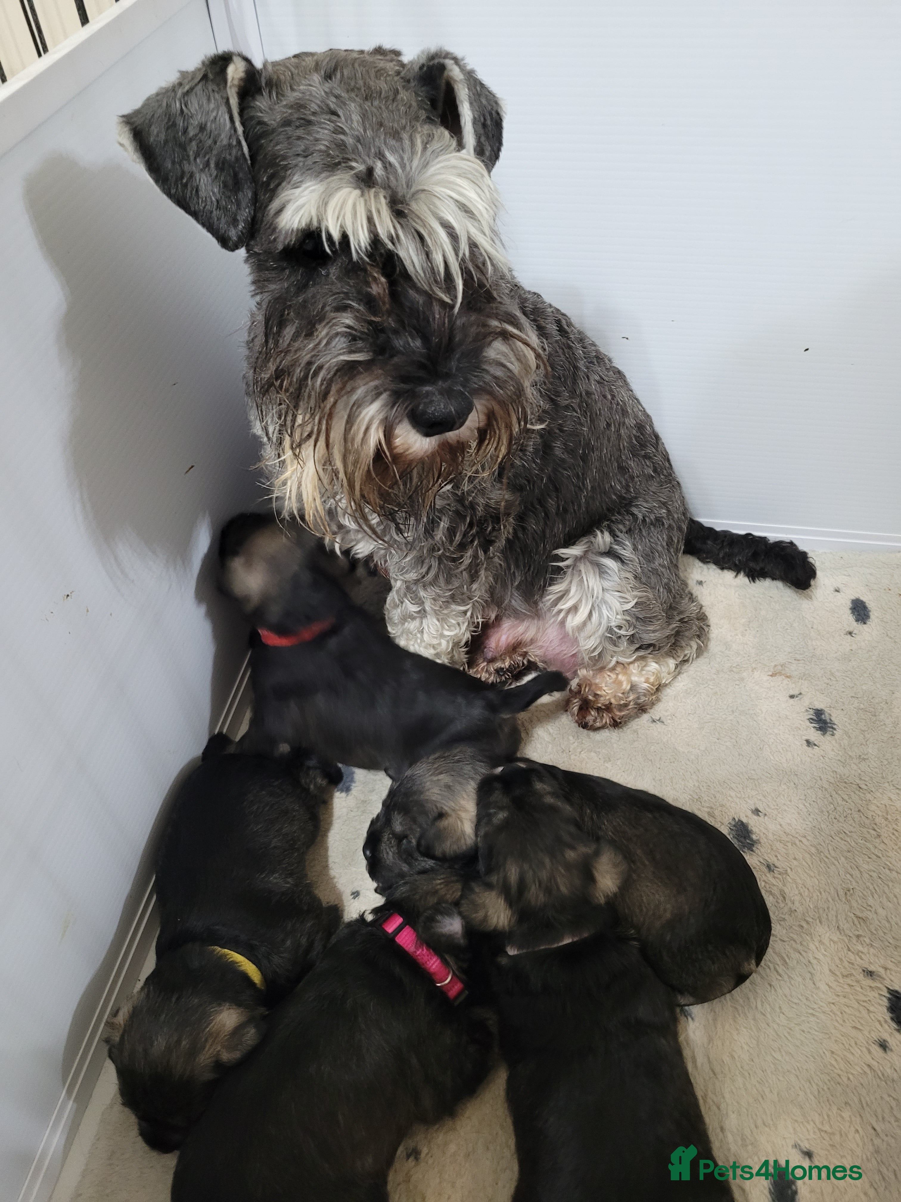 Miniature Schnauzer dogs KC Reg Male Salt & Pepper Mini Schnauzer Puppies - Advert 2