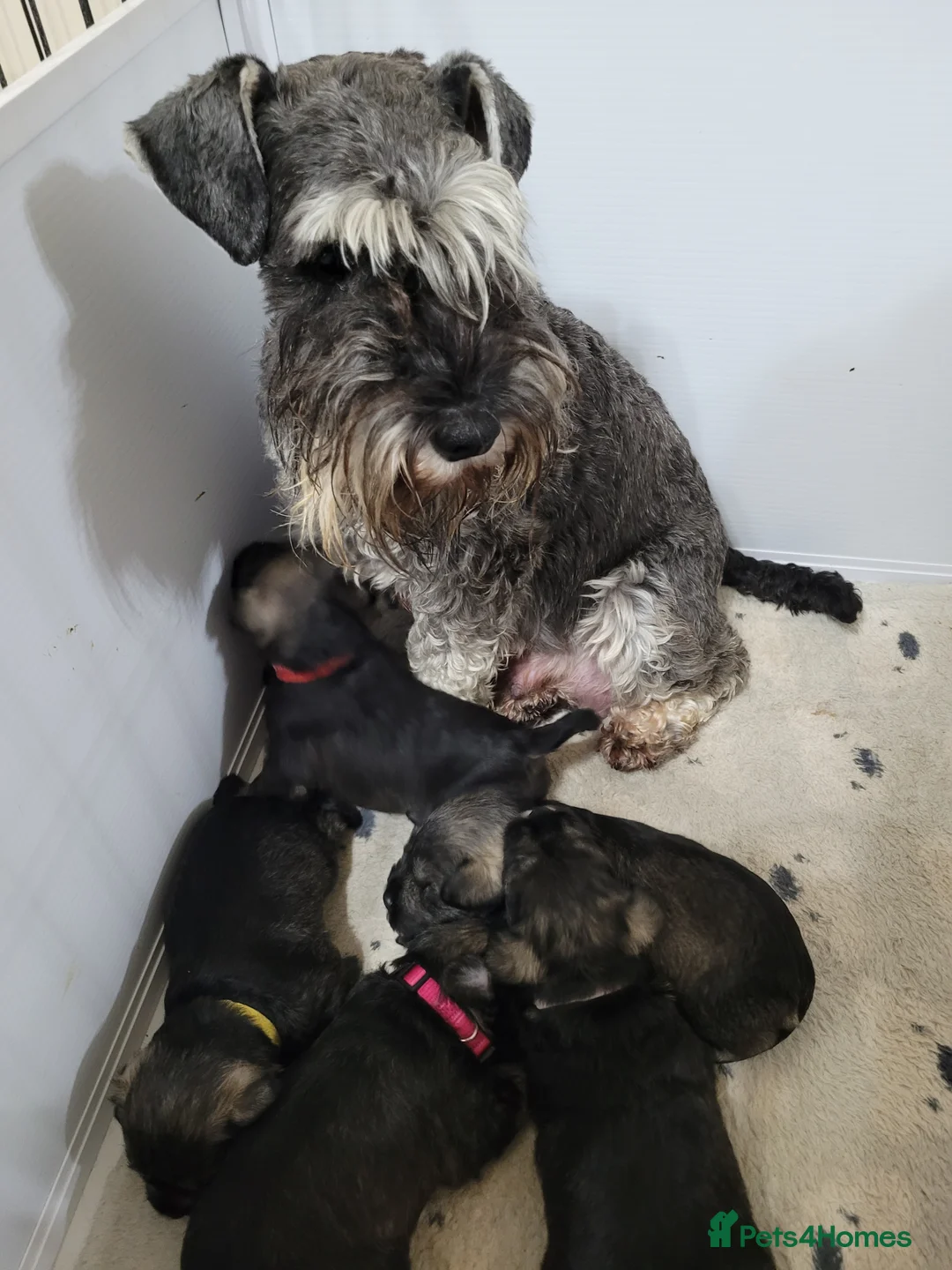 Miniature Schnauzer dogs for sale: KC Reg Male Salt & Pepper Mini Schnauzer Puppies - Advert 2