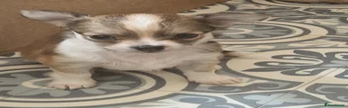 Chihuahua 5