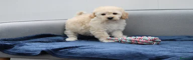 Cavapoochon Puppy 3