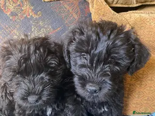 Mixed Breed dogs Bedlington x Cairn Terrier - Advert 1