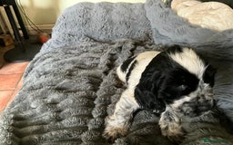 Cocker Spaniel dogs for sale: Roan English cocker spaniels  - Image 12
