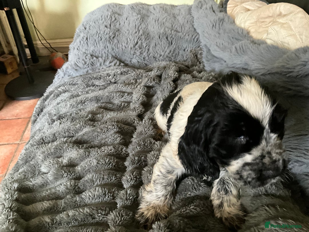Cocker Spaniel dogs for sale: Roan English cocker spaniels  - Image 12