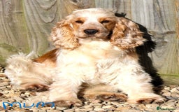 Cocker Spaniel dogs for sale: KC registered Cocker Spaniel puppies - Image 10
