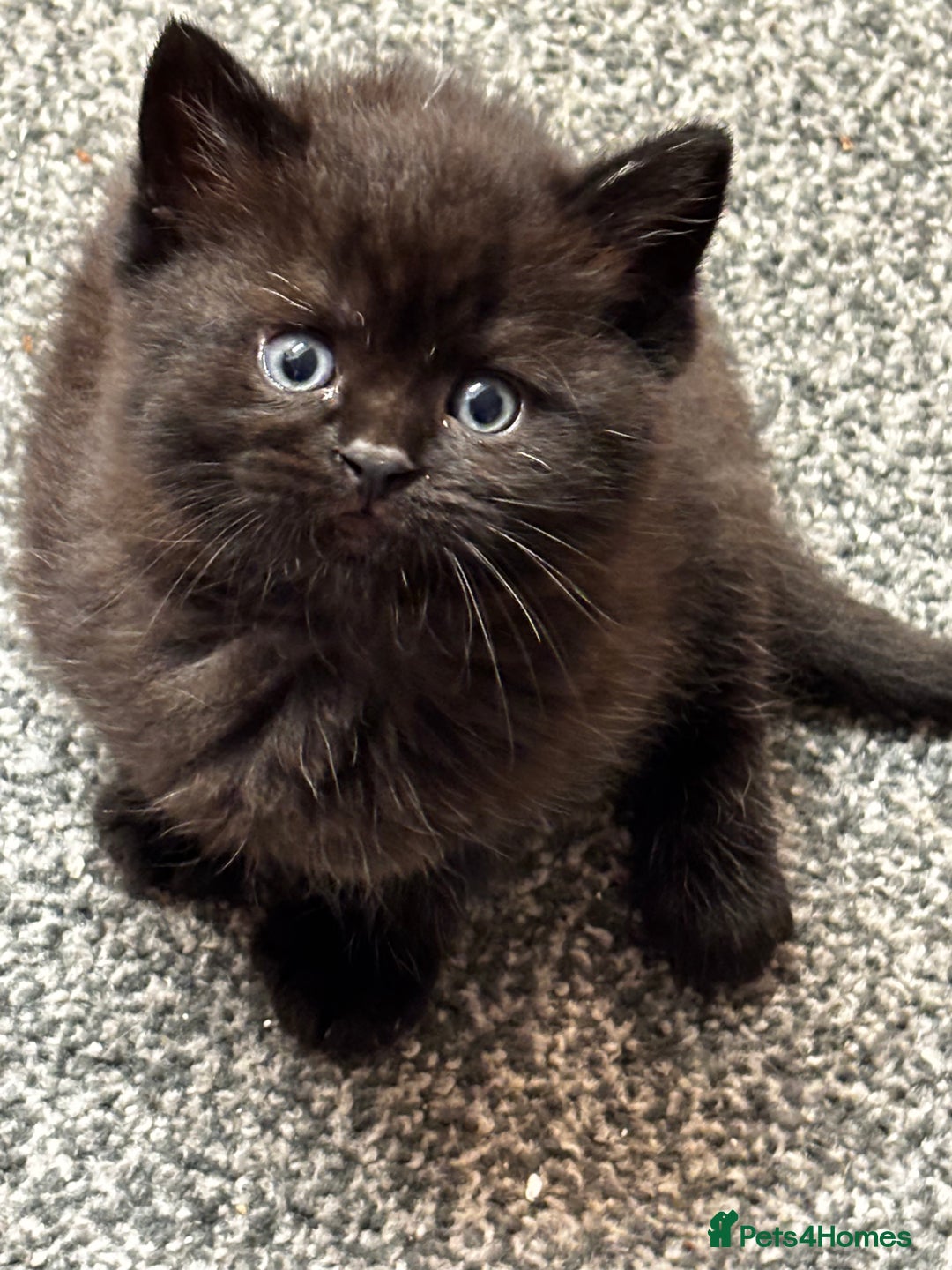 Mixed Breed cats for sale: Scotish straight and mixed  - Image 3