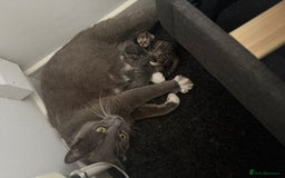 Mixed Breed cats for sale: Kittens  - Image 5