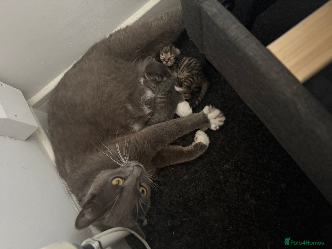 Mixed Breed cats for sale: Kittens  - Image 5