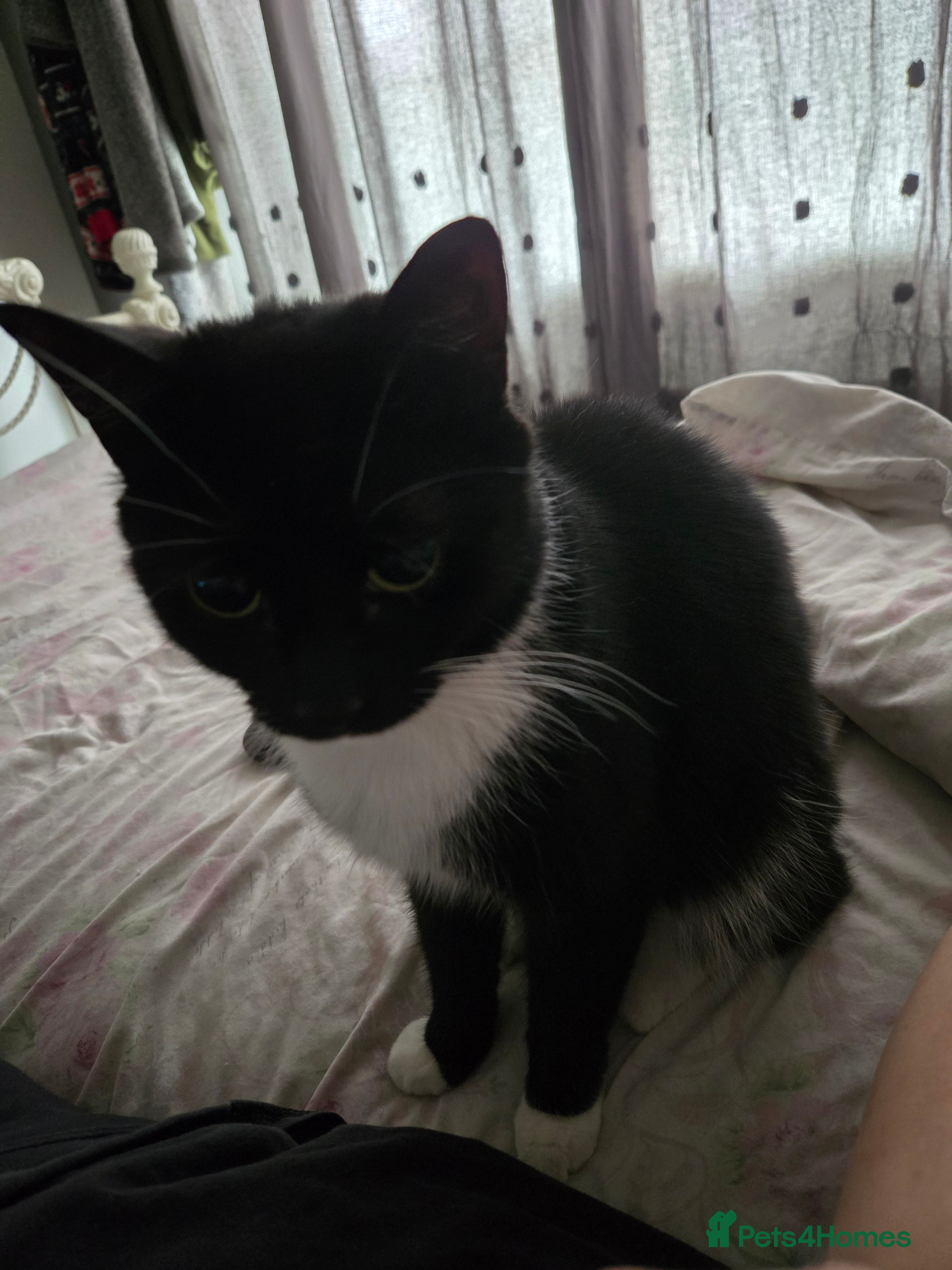 Domestic Shorthair cats Dolly needs a new loving home - Advert 1