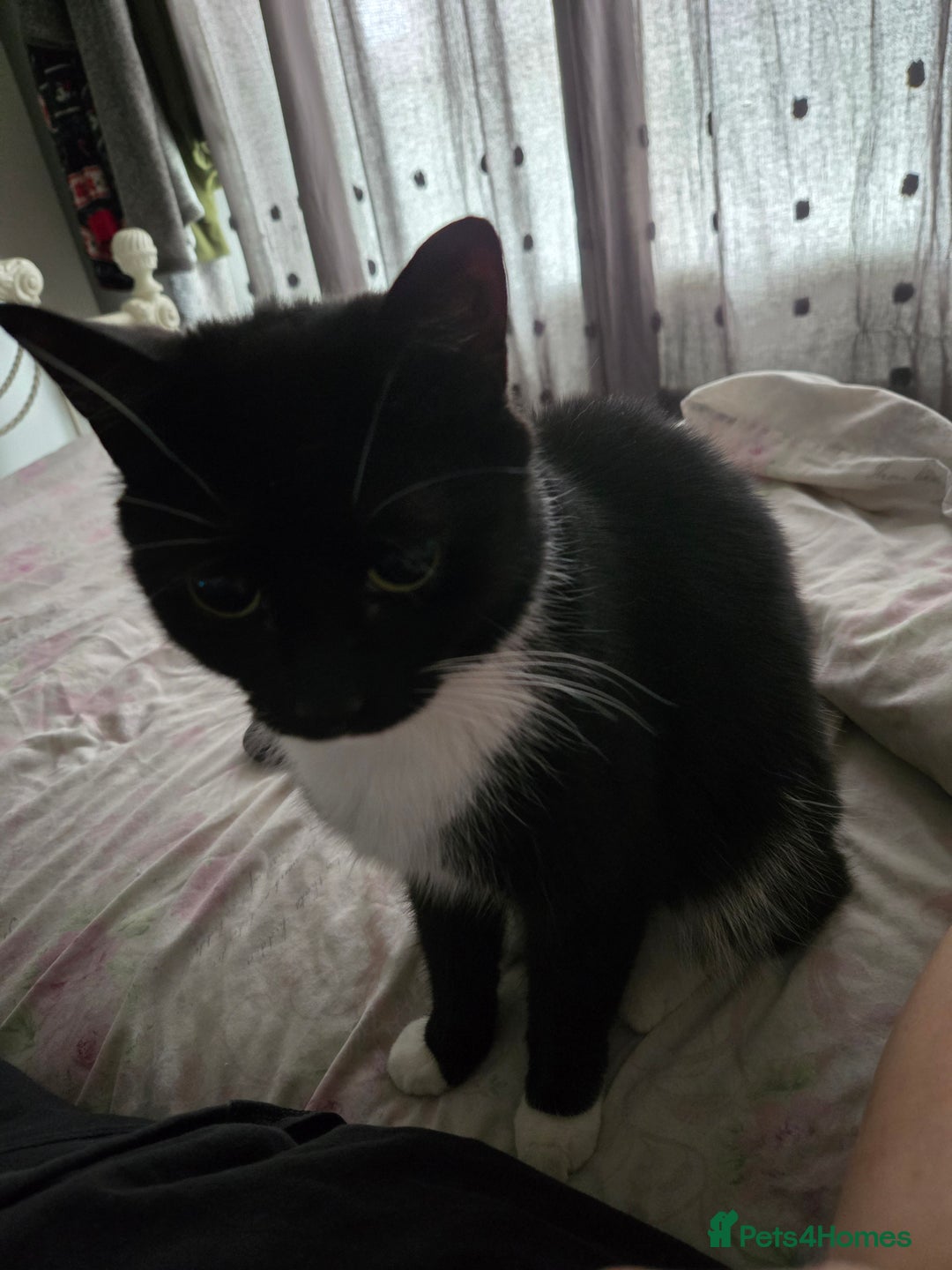Domestic Shorthair cats for sale: Dolly needs a new loving home - Image 1