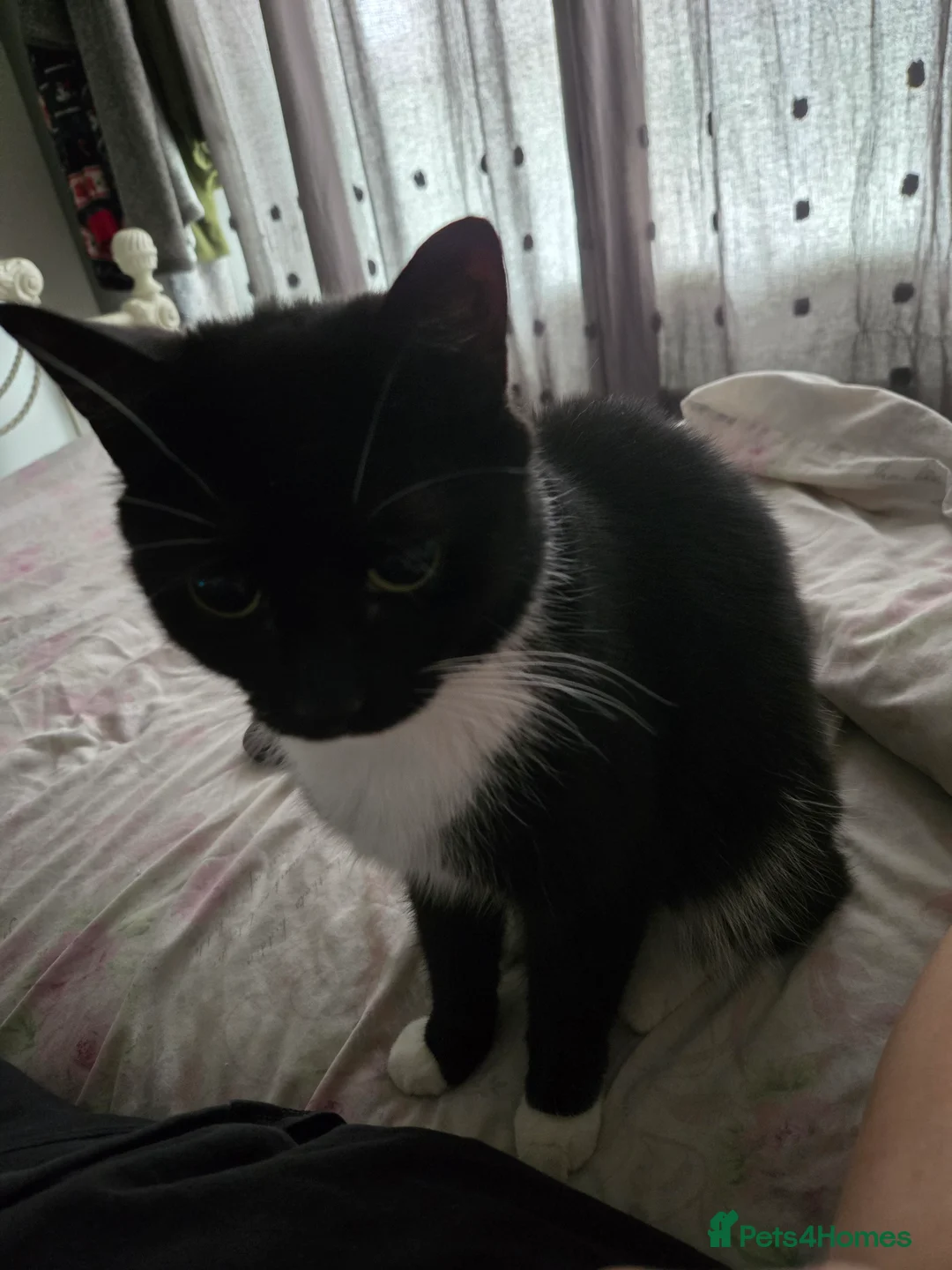 Domestic Shorthair cats for sale: Dolly needs a new loving home - Advert 1