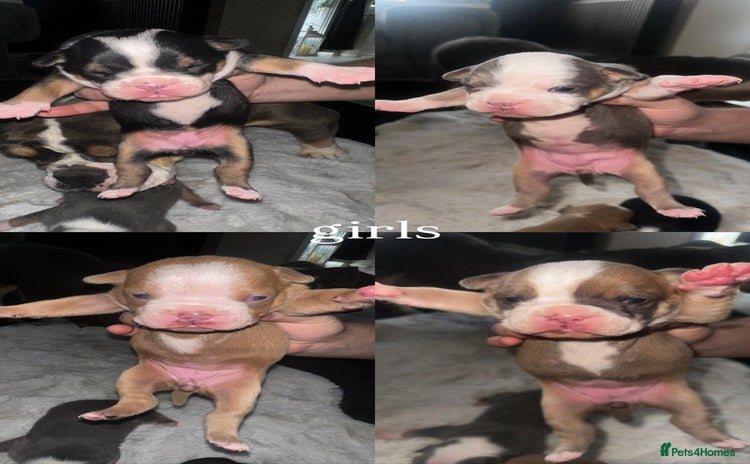 Olde English Bulldogge dogs - Advert 1