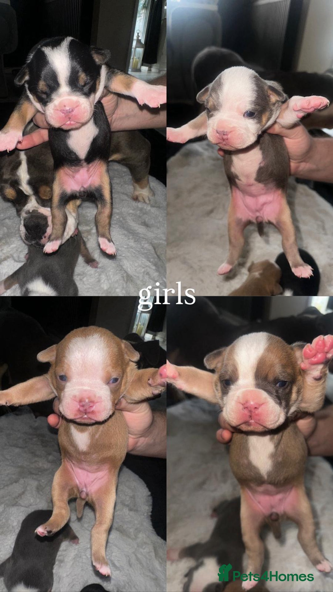 Olde English Bulldogge dogs for sale: Olde English Bulldogge Puppies  - Image 1