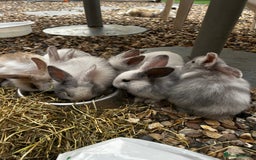 Mixed Breed rabbits for sale: Mixed bunnies - Image 6
