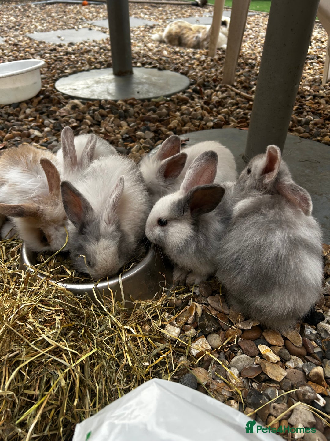 Mixed Breed rabbits for sale: Mixed bunnies - Image 6
