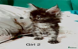 Maine Coon cats for sale: XXL Maine Coon kittens 🔥rare Black Smoke  - Image 6