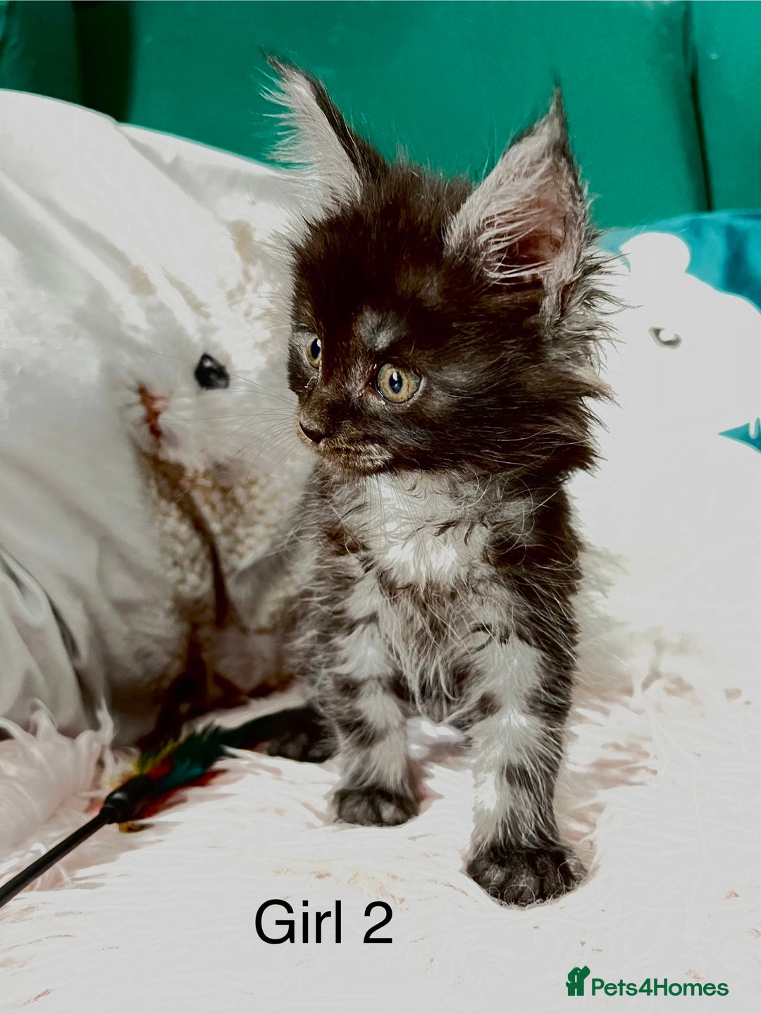 Maine Coon cats for sale: XXL Maine Coon kittens 🔥rare Black Smoke  - Image 6