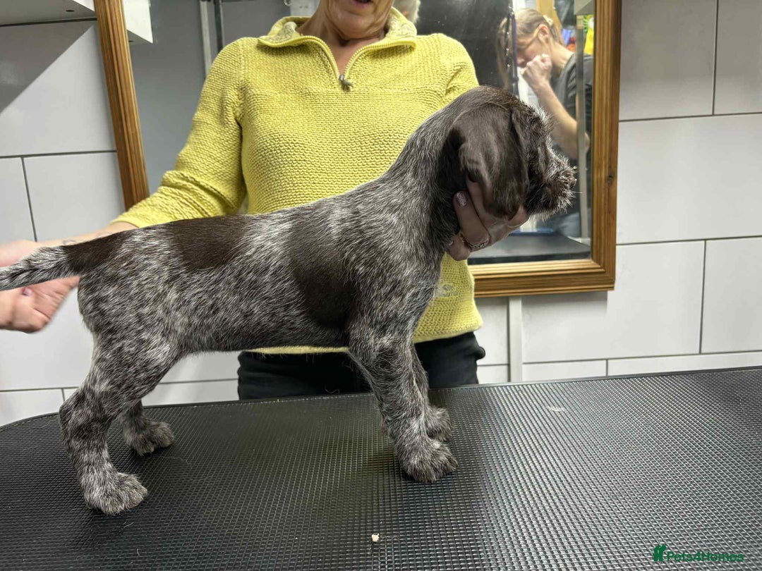German Wirehaired Pointer dogs for sale: Stunning litter of German Wirehaired Pointers  - Advert 23