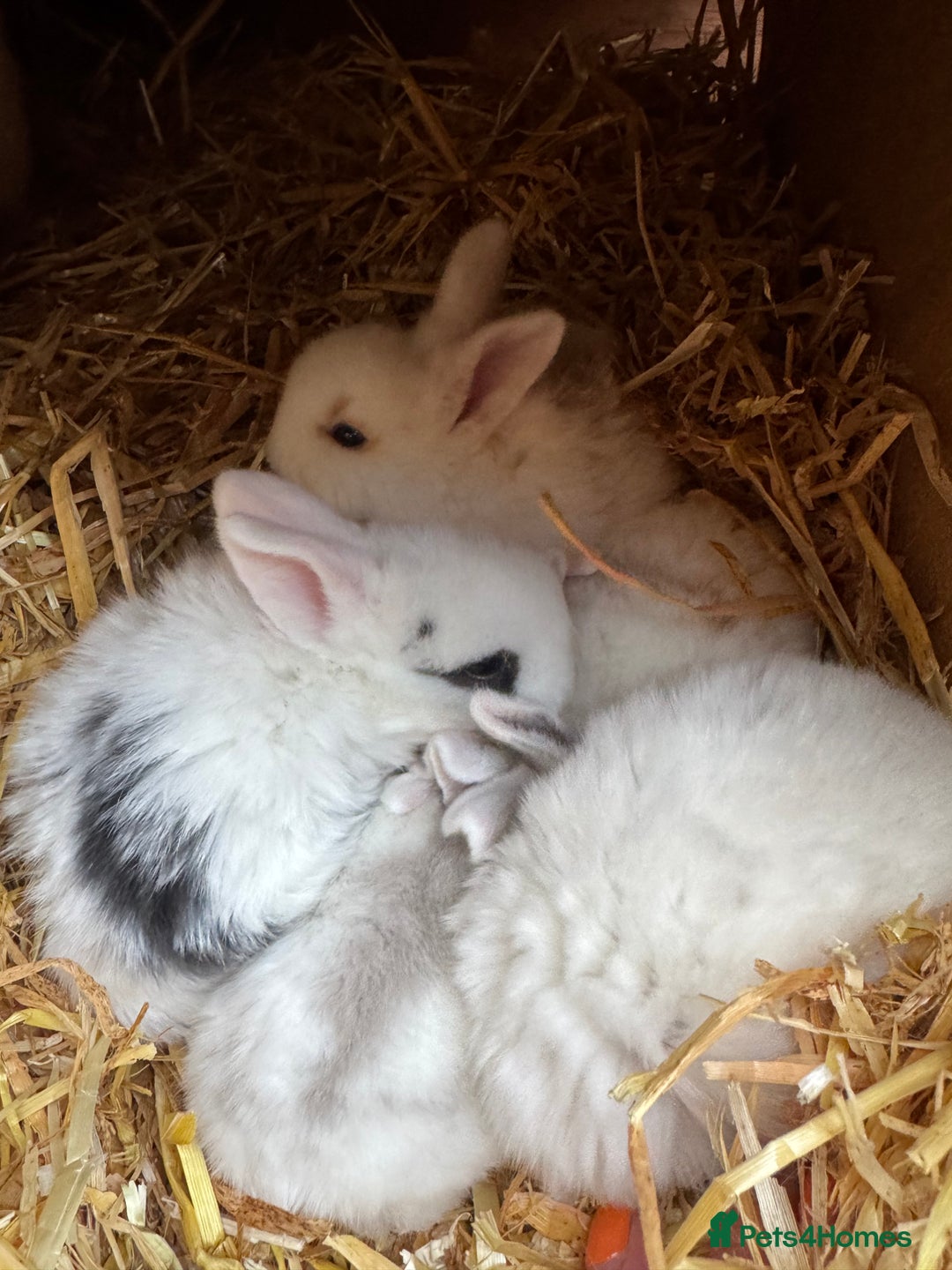 Mini Lop rabbits for sale: Mini pop baby rabbits - Advert 4