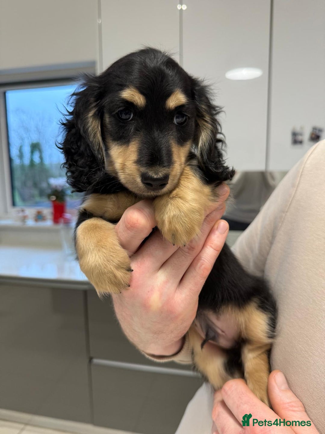 Miniature Dachshund dogs for sale: Miniature dachshund puppies - Advert 3