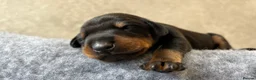 Dobermann dogs for sale: Outstanding Quality Dobermann puppies, KC REG - Advert 1