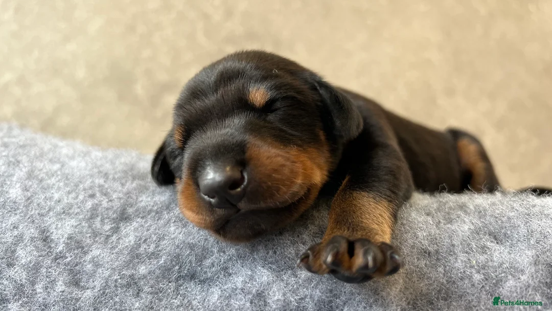 Dobermann dogs for sale: Outstanding Quality Dobermann puppies, KC REG - Advert 1