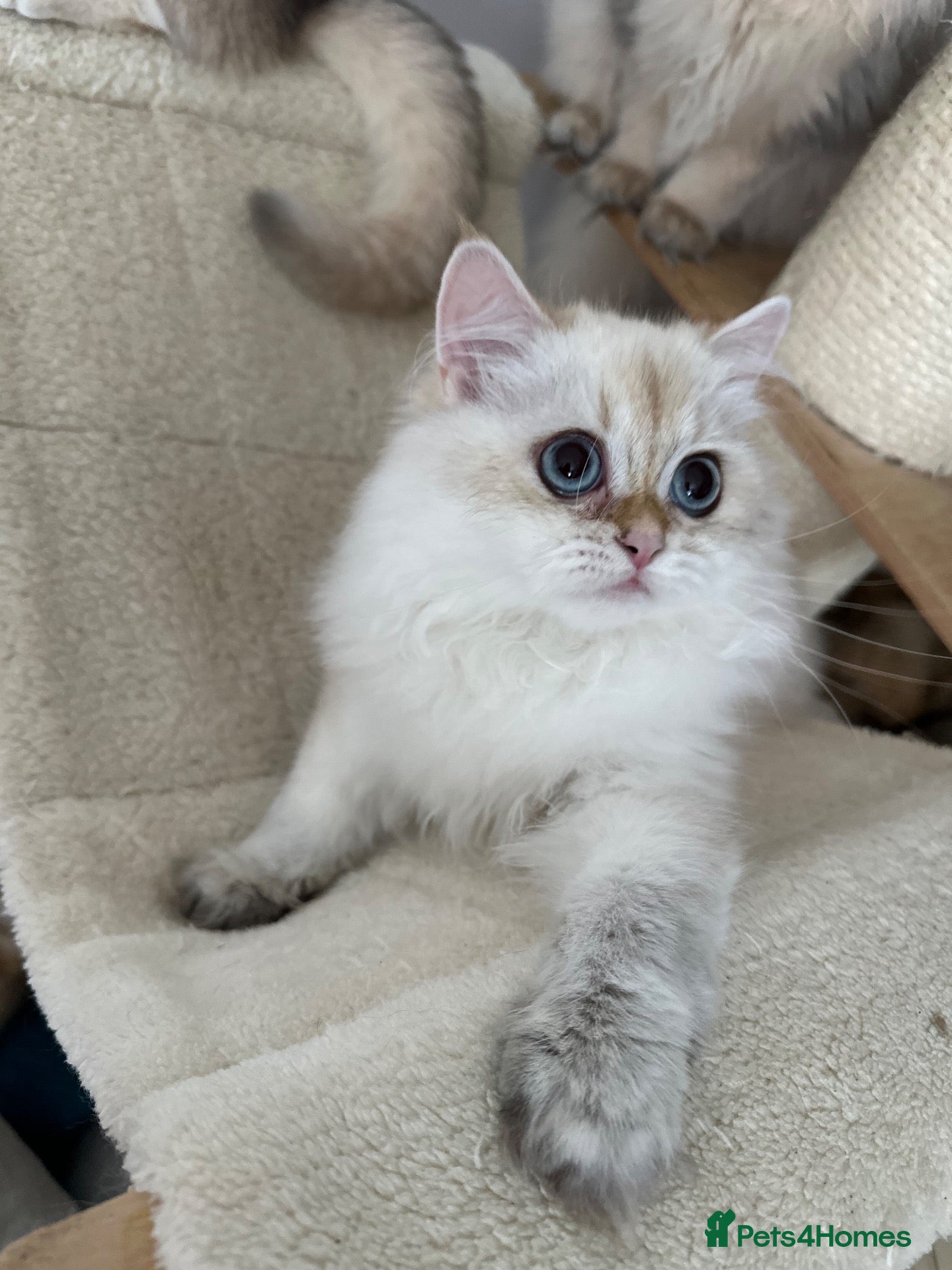 British Longhair cats Golden blue and golden colourpoint cuties  - Advert 2