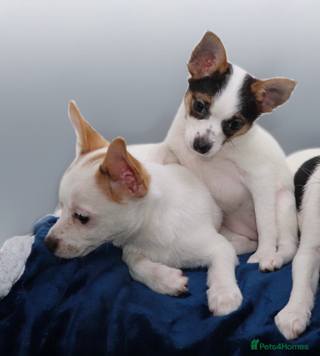 Mixed Breed dogs 3 Small Mixed breed puppies  - Advert 2