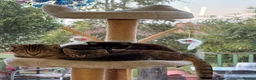 Mixed Breed cats for sale: Kittens for sale - Advert 1