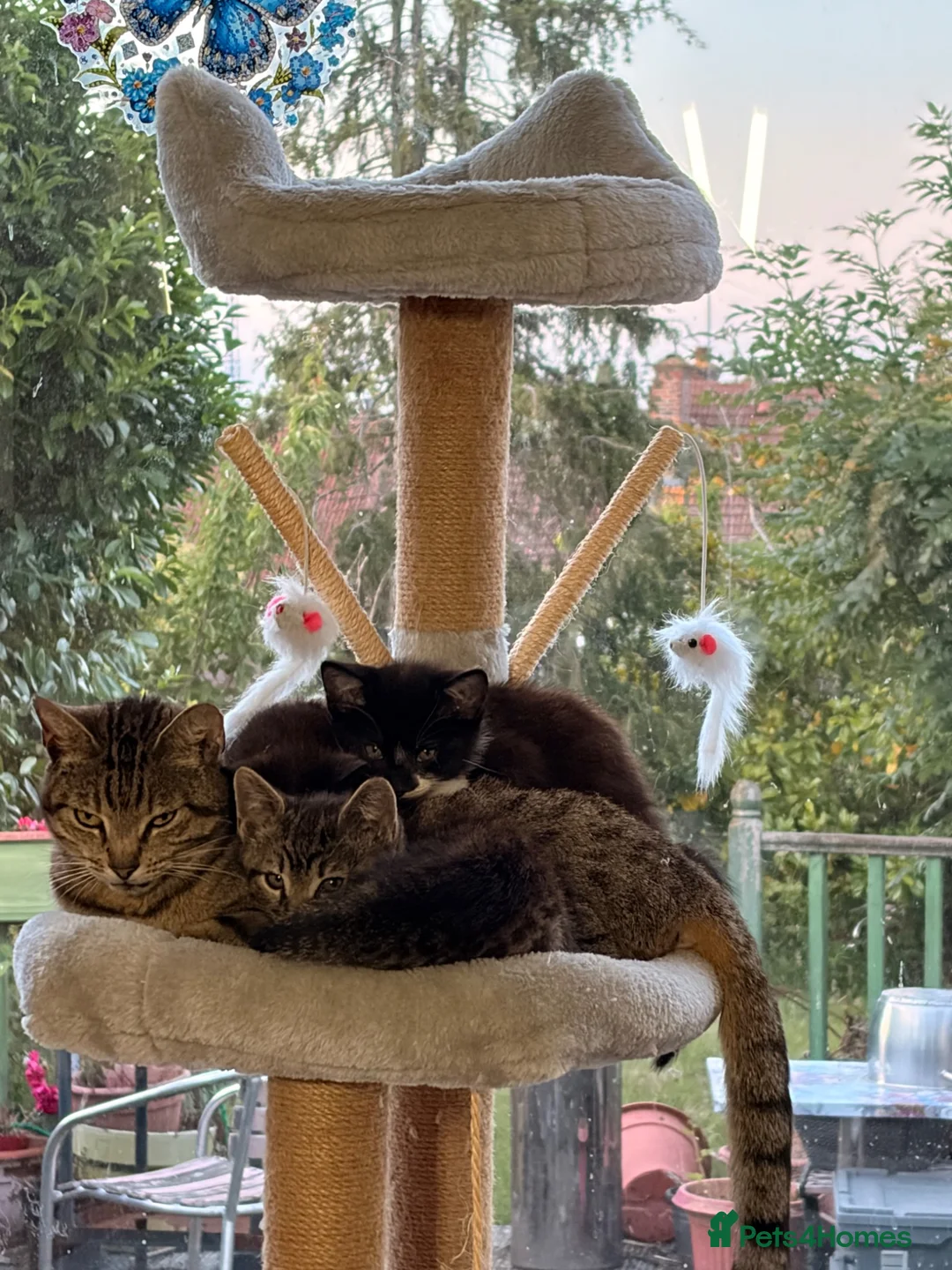 Mixed Breed cats for sale: Kittens for sale - Advert 1
