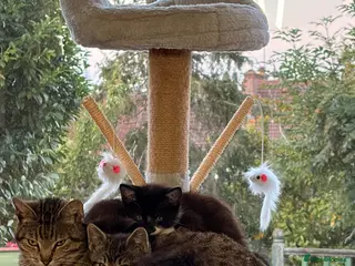 Mixed Breed cats Kittens for sale - Advert 1