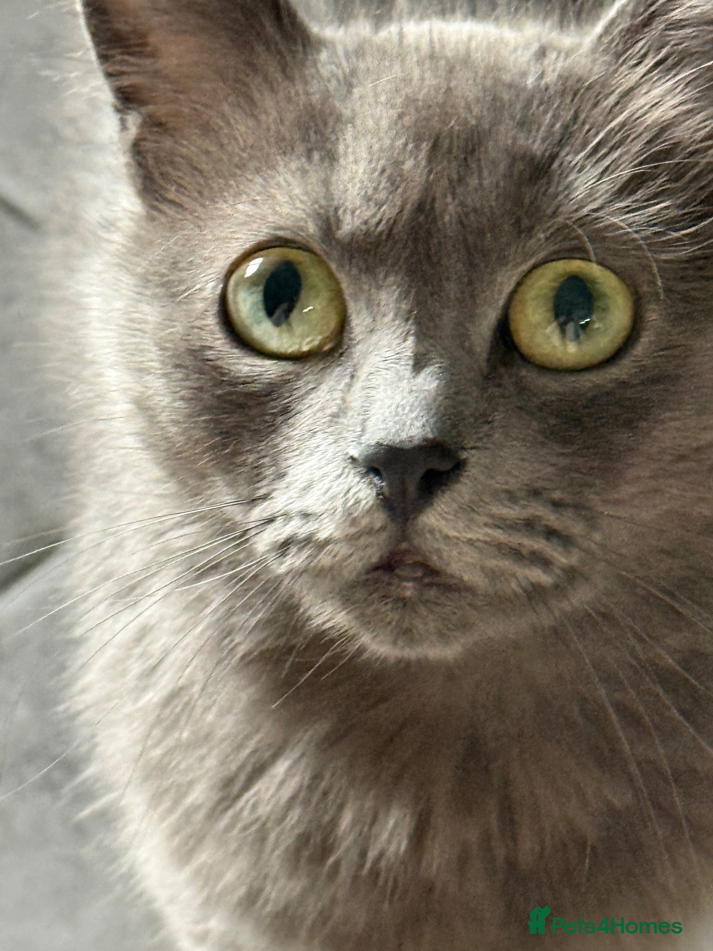 Mixed Breed cats Stunning little Grey fluffy female cat - Advert 1