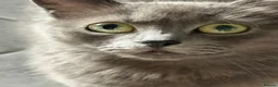 Mixed Breed cats for sale: Stunning little Grey fluffy female cat - Advert 1