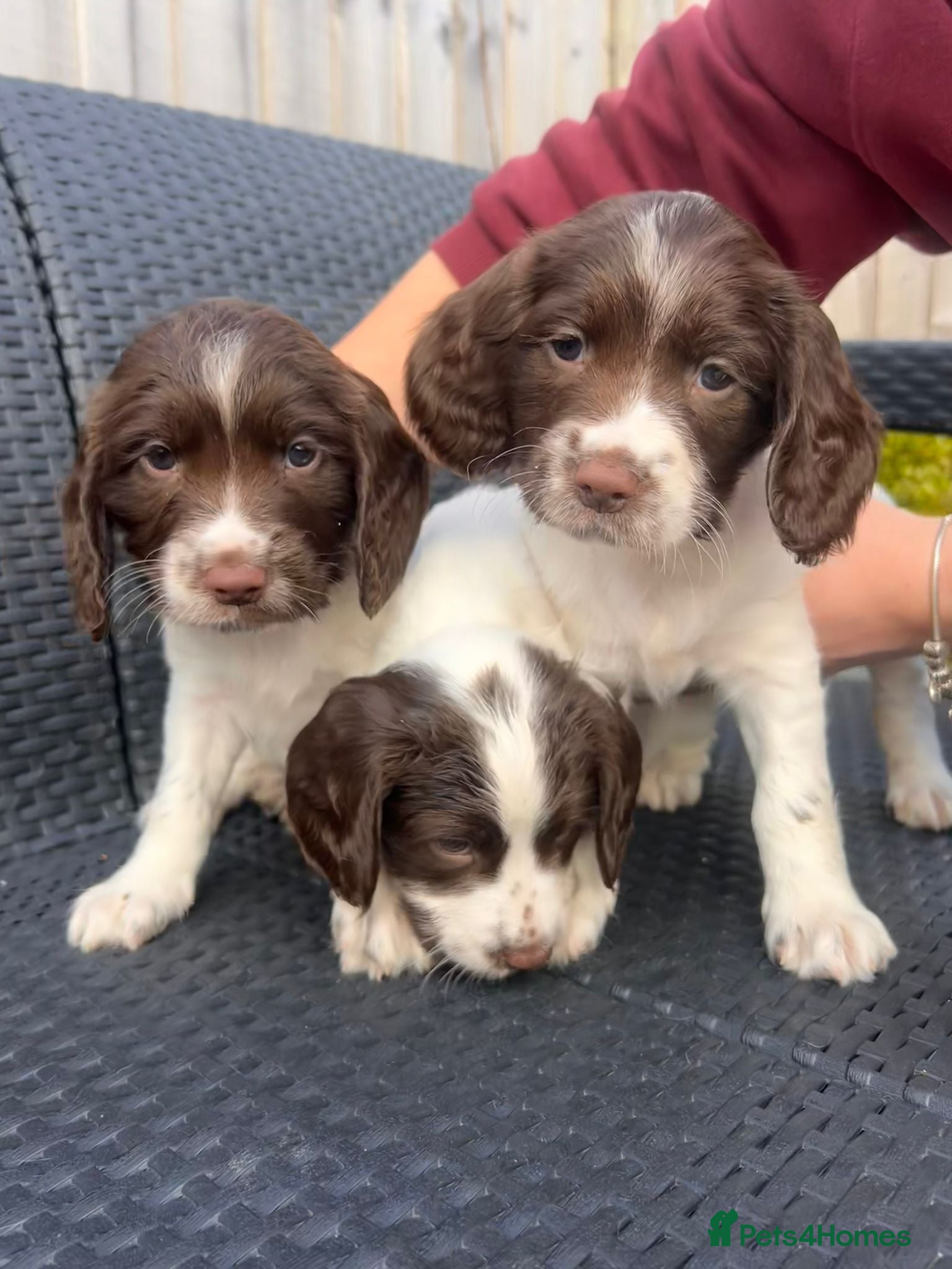 English Springer Spaniel dogs Working English springer pups  - Advert 1