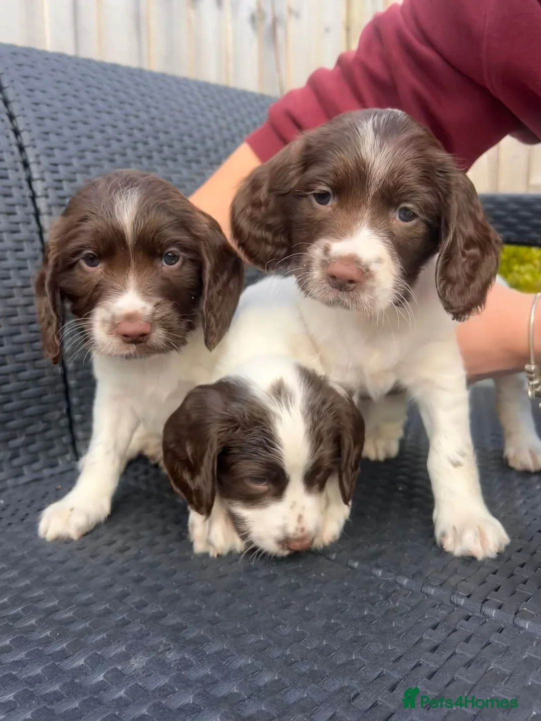 English Springer Spaniel dogs for sale: Working English springer pups  in Littleborough - Advert 1