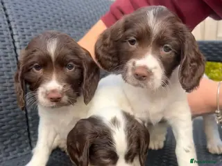 English Springer Spaniel dogs Working English springer pups - Advert 1