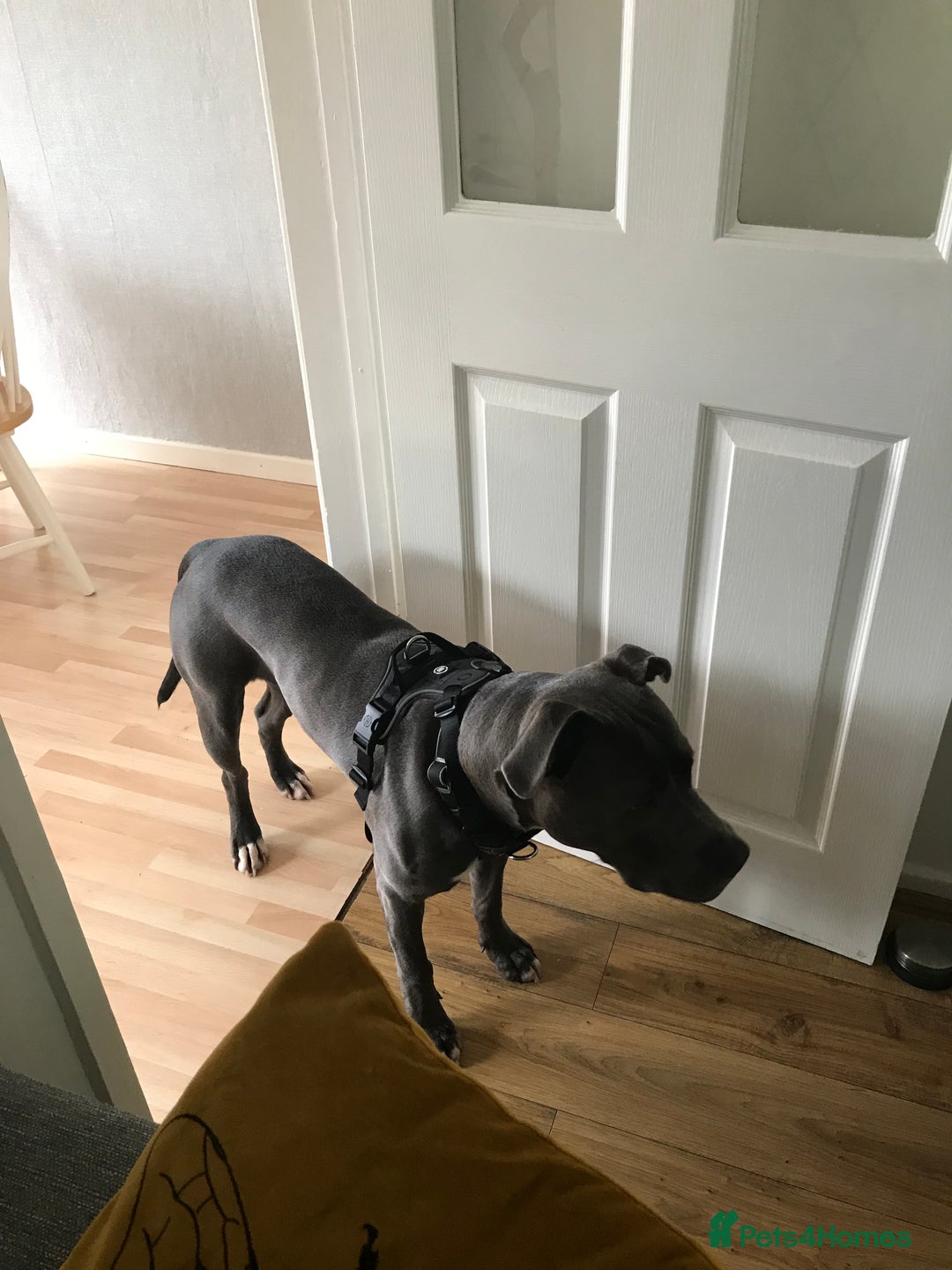 Mixed Breed dogs for sale: Marley - Image 2