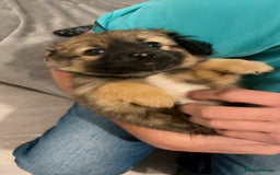 German Spitz dogs for sale: Ready to leave now German spritz puppies  - Image 7