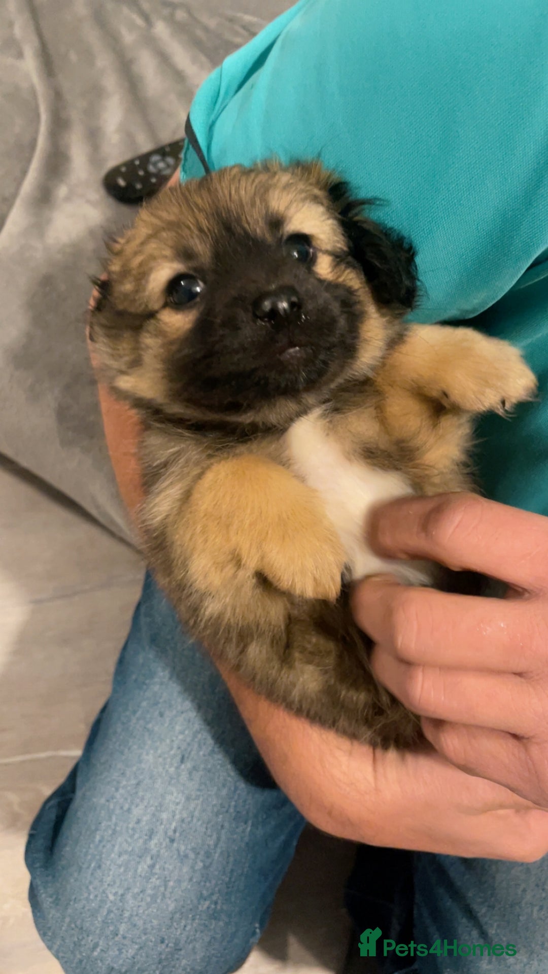German Spitz dogs for sale: Ready to leave now German spritz puppies  - Image 7