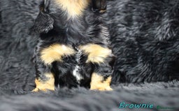 Miniature Dachshund dogs for sale: KC PRA Clear Mini Longhair Daxies – Dapple - Advert 7