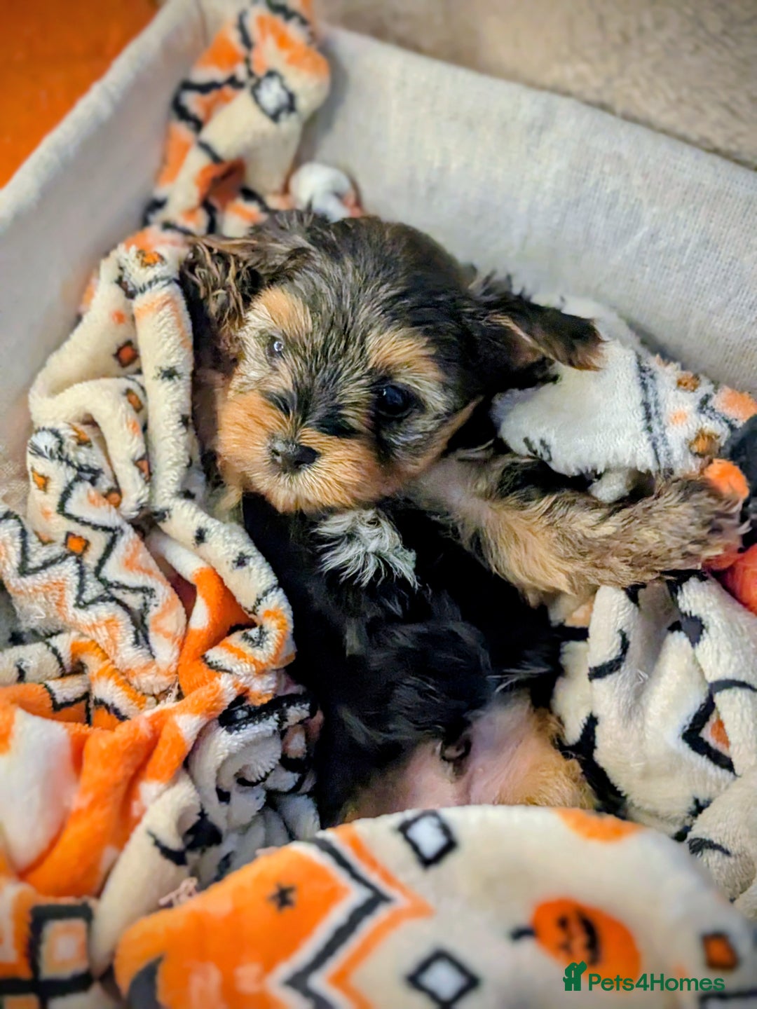 Yorkshire Terrier dogs for sale: 7 male Yorkshire terriers ready to leave.  - Image 37