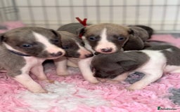 Whippet dogs for sale: 🏡 Ready Saturday! Kennel Club Whippet Puppies 🐾 - Image 10